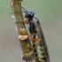 Green alder sawfly - Monsoma pulveratum | Fotografijos autorius : Gintautas Steiblys | © Macronature.eu | Macro photography web site