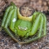 Rudasis lapavoris - Diaea dorsata | Fotografijos autorius : Kazimieras Martinaitis | © Macronature.eu | Macro photography web site