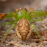 Rudasis lapavoris - Diaea dorsata | Fotografijos autorius : Mindaugas Leliunga | © Macronature.eu | Macro photography web site