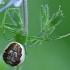 Green crab spider - Diaea dorsata | Fotografijos autorius : Gintautas Steiblys | © Macronature.eu | Macro photography web site