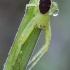 Rudasis lapavoris - Diaea dorsata | Fotografijos autorius : Algirdas Vilkas | © Macronature.eu | Macro photography web site