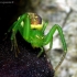 Green crab spider - Diaea dorsata | Fotografijos autorius : Romas Ferenca | © Macronature.eu | Macro photography web site