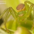 Green crab spider - Diaea dorsata | Fotografijos autorius : Vilius Grigaliūnas | © Macronature.eu | Macro photography web site