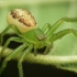 Green crab spider - Diaea dorsata | Fotografijos autorius : Vidas Brazauskas | © Macronature.eu | Macro photography web site