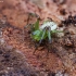 Green crab spider - Diaea dorsata | Fotografijos autorius : Kazimieras Martinaitis | © Macronature.eu | Macro photography web site
