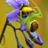 Rudasis lapavoris - Diaea dorsata | Fotografijos autorius : Arūnas Eismantas | © Macronature.eu | Macro photography web site