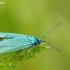 Green forester moth - Adscita statices | Fotografijos autorius : Deividas Makavičius | © Macronature.eu | Macro photography web site
