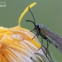 Green forester moth - Adscita statices | Fotografijos autorius : Arūnas Eismantas | © Macronature.eu | Macro photography web site