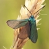 Green forester moth - Adscita statices | Fotografijos autorius : Gintautas Steiblys | © Macronature.eu | Macro photography web site