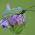 Green forester moth - Adscita statices | Fotografijos autorius : Žilvinas Pūtys | © Macronature.eu | Macro photography web site