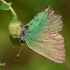 Green hairstreak - Callophrys rubi  | Fotografijos autorius : Gintautas Steiblys | © Macronature.eu | Macro photography web site