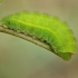 Žalsvasis varinukas - Callophrys rubi, vikšras | Fotografijos autorius : Gintautas Steiblys | © Macronature.eu | Macro photography web site