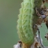 Green hairstreak - Callophrys rubi, catterpilar | Fotografijos autorius : Gintautas Steiblys | © Macronature.eu | Macro photography web site