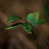 Green hairstreak - Callophrys rubi | Fotografijos autorius : Saulius Drazdauskas | © Macronature.eu | Macro photography web site