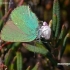 Žalsvasis varinukas - Callophrys rubi | Fotografijos autorius : Darius Baužys | © Macronature.eu | Macro photography web site