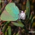 Green hairstreak - Callophrys rubi | Fotografijos autorius : Darius Baužys | © Macronature.eu | Macro photography web site