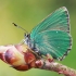 Žalsvasis varinukas - Callophrys rubi | Fotografijos autorius : Gintautas Steiblys | © Macronature.eu | Macro photography web site