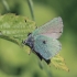 Žalsvasis varinukas - Callophrys rubi | Fotografijos autorius : Gintautas Steiblys | © Macronature.eu | Macro photography web site