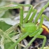 Green huntsman spider - Micrommata virescens ♂ | Fotografijos autorius : Kazimieras Martinaitis | © Macrogamta.lt | Šis tinklapis priklauso bendruomenei kuri domisi makro fotografija ir fotografuoja gyvąjį makro pasaulį.
