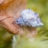 Green lacewing - Chrysopidae sp., larva | Fotografijos autorius : Eglė Vičiuvienė | © Macronature.eu | Macro photography web site