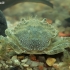 Green shore crab - Carcinus maenas, juv.  | Fotografijos autorius : Gintautas Steiblys | © Macronature.eu | Macro photography web site