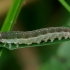 Green-bellied Pachyprotasis - Pachyprotasis antennata, larva | Fotografijos autorius : Romas Ferenca | © Macronature.eu | Macro photography web site