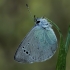 Green-underside Blue - Glaucopsyche alexis | Fotografijos autorius : Gintautas Steiblys | © Macronature.eu | Macro photography web site