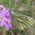 Green-veined White  - Pieris napi | Fotografijos autorius : Nomeda Vėlavičienė | © Macronature.eu | Macro photography web site