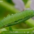 Green-veined White - Pieris napi, caterpillar | Fotografijos autorius : Romas Ferenca | © Macronature.eu | Macro photography web site