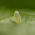 Green-veined White - Pieris napi, egg | Fotografijos autorius : Eglė Vičiuvienė | © Macronature.eu | Macro photography web site