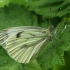 Green-veined White - Pieris napi | Fotografijos autorius : Vidas Brazauskas | © Macronature.eu | Macro photography web site