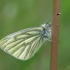 Green-veined White - Pieris napi | Fotografijos autorius : Eglė Vičiuvienė | © Macronature.eu | Macro photography web site