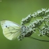 Green-veined White - Pieris napi | Fotografijos autorius : Vidas Brazauskas | © Macronature.eu | Macro photography web site