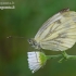 Green-veined White - Pieris napi | Fotografijos autorius : Darius Baužys | © Macronature.eu | Macro photography web site