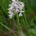 Green-winged Orchid - Anacamptis morio | Fotografijos autorius : Jogaila Mackevičius | © Macronature.eu | Macro photography web site