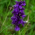 Green-winged Orchid - Anacamptis morio | Fotografijos autorius : Jogaila Mackevičius | © Macronature.eu | Macro photography web site