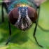 Greenbottle fly - Lucilia sp. | Fotografijos autorius : Oskaras Venckus | © Macrogamta.lt | Šis tinklapis priklauso bendruomenei kuri domisi makro fotografija ir fotografuoja gyvąjį makro pasaulį.