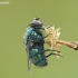 Greenbottle fly - Lucilia sp. | Fotografijos autorius : Aivaras Markauskas | © Macronature.eu | Macro photography web site