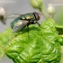 Greenbottle fly - Lucilia sp. | Fotografijos autorius : Rasa Gražulevičiūtė | © Macronature.eu | Macro photography web site