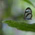 Greta andromica | Fotografijos autorius : Marius Čepulis | © Macrogamta.lt | Šis tinklapis priklauso bendruomenei kuri domisi makro fotografija ir fotografuoja gyvąjį makro pasaulį.