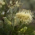 Grevilėja - Grevillea 'Moonlight' | Fotografijos autorius : Žilvinas Pūtys | © Macrogamta.lt | Šis tinklapis priklauso bendruomenei kuri domisi makro fotografija ir fotografuoja gyvąjį makro pasaulį.