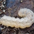 Grey Arches - Polia nebulosa, caterpillar | Fotografijos autorius : Kazimieras Martinaitis | © Macronature.eu | Macro photography web site