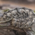 Grey Arches - Polia nebulosa, caterpillar | Fotografijos autorius : Žilvinas Pūtys | © Macronature.eu | Macro photography web site