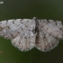 Grey Birch - Aethalura punctulata | Fotografijos autorius : Deividas Makavičius | © Macronature.eu | Macro photography web site