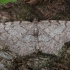 Grey Birch - Aethalura punctulata | Fotografijos autorius : Žilvinas Pūtys | © Macronature.eu | Macro photography web site