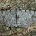 Mažasis žievėsprindis - Aethalura punctulata | Fotografijos autorius : Žilvinas Pūtys | © Macronature.eu | Macro photography web site