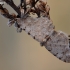 Grey Birch - Aethalura punctulata | Fotografijos autorius : Arūnas Eismantas | © Macrogamta.lt | Šis tinklapis priklauso bendruomenei kuri domisi makro fotografija ir fotografuoja gyvąjį makro pasaulį.