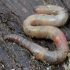 Grey Worm - Aporrectodea caliginosa | Fotografijos autorius : Gintautas Steiblys | © Macronature.eu | Macro photography web site