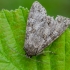 Pilkasis pelėdgalvis | Polia nebulosa | Fotografijos autorius : Darius Baužys | © Macronature.eu | Macro photography web site