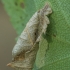 Grey birch case-bearer - Coleophora siccifolia, caterpillar bag | Fotografijos autorius : Gintautas Steiblys | © Macronature.eu | Macro photography web site